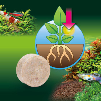 Proflora Ferropol Tablets