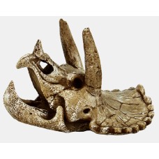 Skull Triceratops Medium